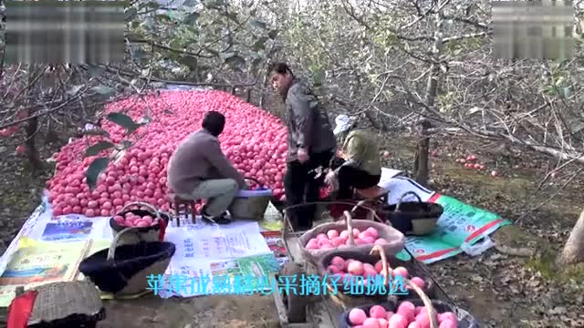卖苹果的宣传语视频素材