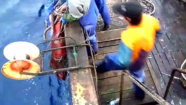 中国渔船钓鱼岛海域扑鱼,专扑巨型章鱼!
