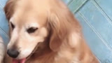 什么叫做强颜欢笑?这只狗狗的表情好形象啊!