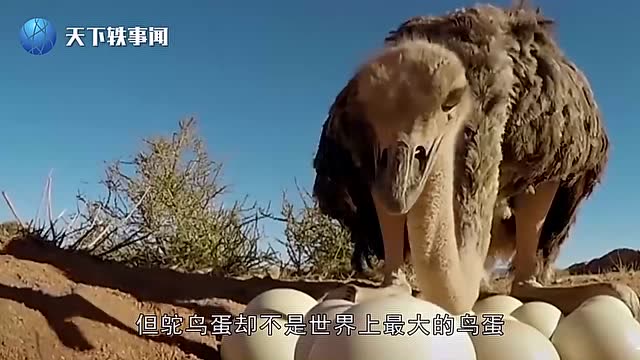 世界上已知最大的鸟蛋!象鸟蛋曾拍得了5万英镑!