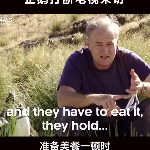 麥哲倫企鵝是一種非常奇妙的動物 它們活力四射、吵吵嚷嚷