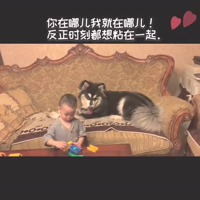 阿拉斯加寶寶和人類寶寶