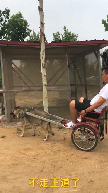 腾讯网友:这么重的一个人,让狗子给你拉车,还有没有爱心了!
