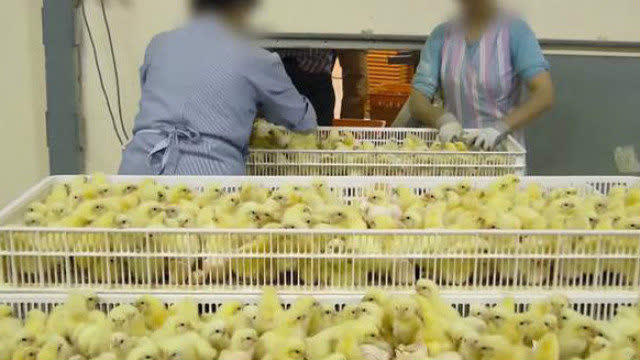 秘密潜入小鸡孵化场 竟看到令人痛心的画面