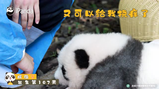 心心念唸的撓癢奶爸終於回來了