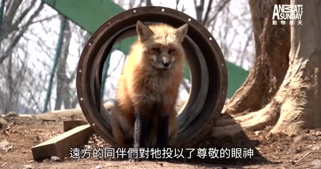 這旁白怎麼回事!你在一本正經胡說什麼呢哈哈哈哈