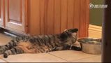  超级小懒猫躺地喝水