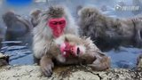  日本雪猴泡温泉取暖 搞笑视频