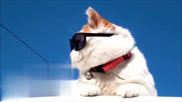 猫大叔戴上帽子和墨镜后,颜值瞬间就提升了
