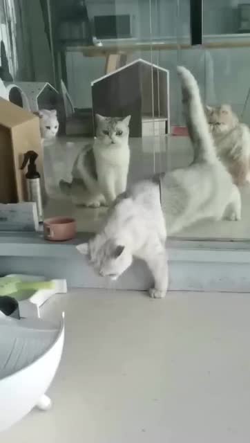 旁邊的貓都看懵了