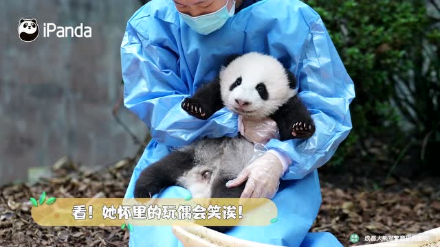 熊貓那麼多,我什麼時候才能擁有