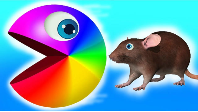 吃豆大作战：吃豆人碰上老鼠 结果会怎样免费观看