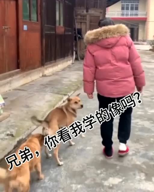 來自狗子無情的嘲笑