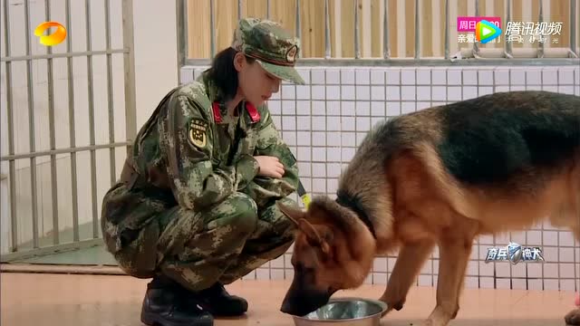 《奇兵神犬》