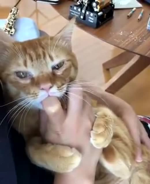 看着貓吸手指