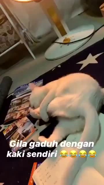 貓自己和自己打起來了