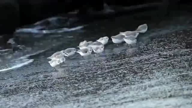 小鳥趕海 ,哇真的超可愛