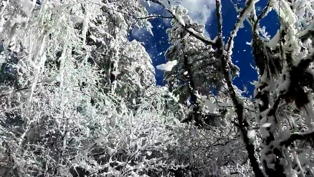 剑网三长歌成女/阿兰若/琴师 藏区旅拍花絮及经验分享免费观看