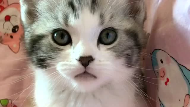 高颜值小猫咪重复点头动作,样子好可爱