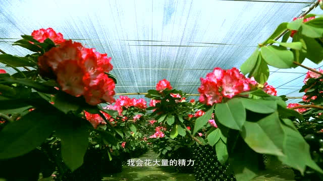 《花開彩雲南》宣傳預告片