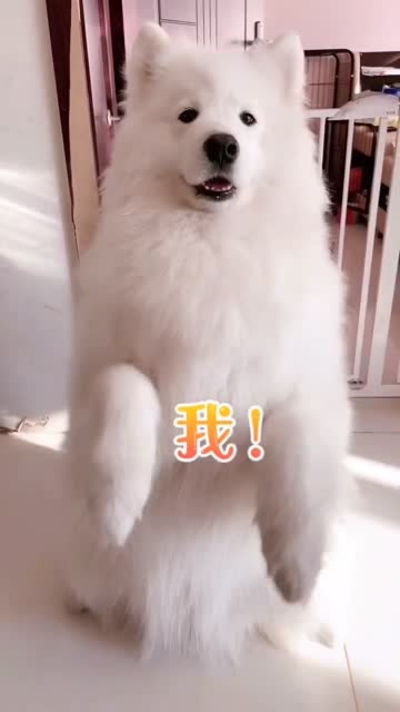 誰說薩摩耶是傻白甜,它的智商根本和雪橇三傻不沾邊,太聰明瞭