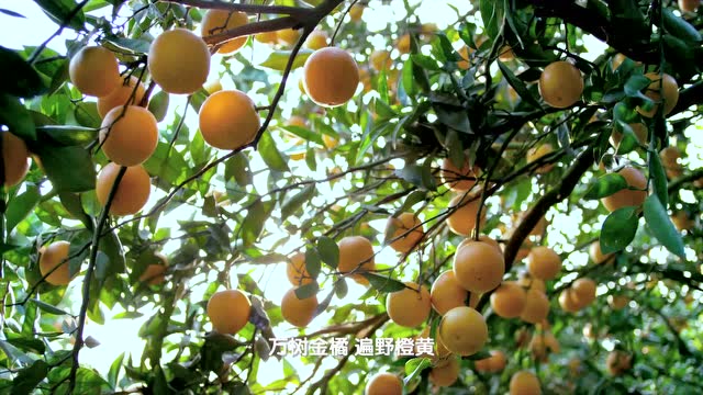忠縣一分鐘宣傳片