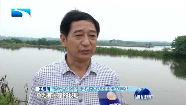 武汉江夏:提升水质 梁子湖周边7万亩鱼池退养