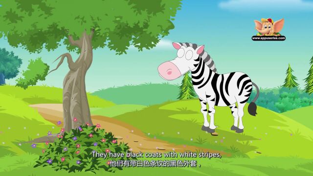 第7集 斑马 Zebra