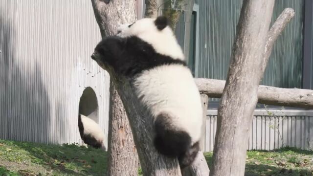 熊猫日记上:国宝团子的高萌日常