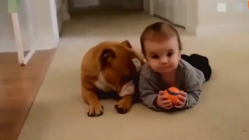 汪星人和小宝贝又成为好朋友了,以后也要养一个汪星人做保姆.