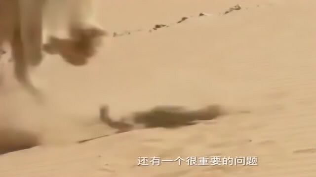 猫是打蛇专业户,蛇一点反抗都没有,很猎奇