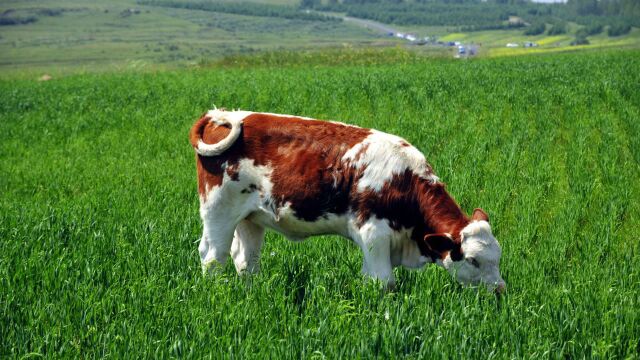 奶牛养殖技术资料—奶牛养殖管理—奶牛养殖视频