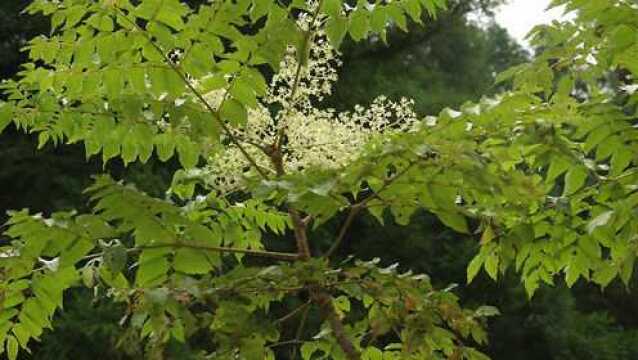 农村称它“雷公木”,用它泡酒治淤伤最有效,医院都赶不上!