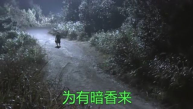 胡婷婷一首伤感歌曲《梅花》,单曲循环好几遍