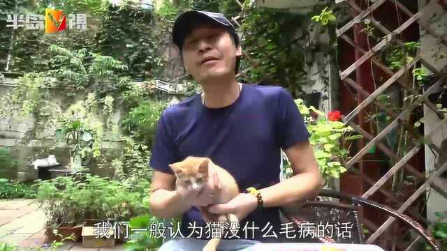 有爱“英短”见被弃小橘猫主动揽怀喂奶,没想到亲生儿子却气坏了