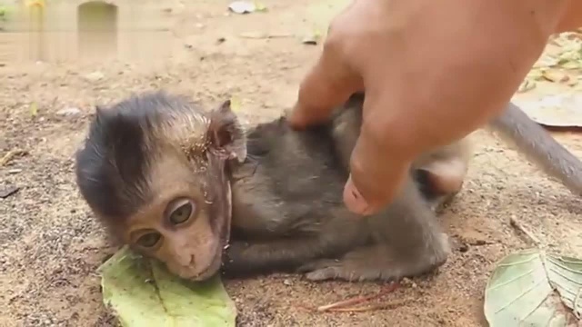 可爱的小猴子生病了,情况很不好