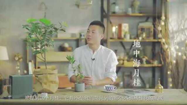 可观赏可入菜的香料盆栽,地中海月桂,香气扑鼻,你不种一盆吗