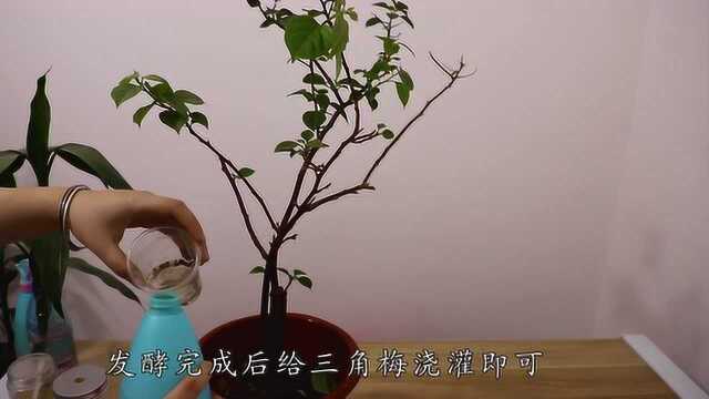 三角梅开花少,给它吃这3种“零食”,花开得比叶还多!