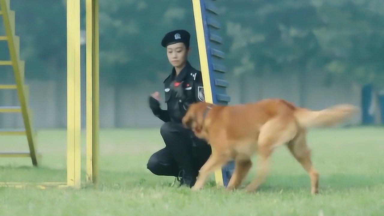 警花与警犬警犬和训导员默契考验这只警犬跑偏了警花们傻眼了