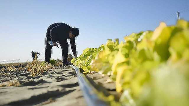 聚沙成土 2018塔克拉玛干沙漠的丰收——英文版