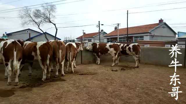 中国农村肉牛养殖数量稳步不前的四点原因 坚持下来有养牛的条件