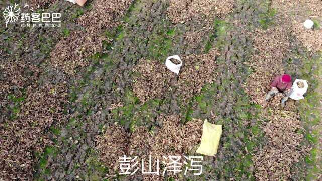 道地药材万里行——彭山泽泻