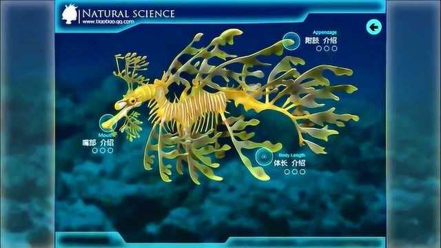 叶海龙可以长到45厘米,它的身体由骨质板组成