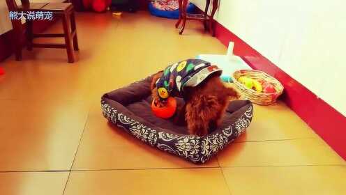 这只泰迪太可爱了，趁主人不在家，竟玩得这么嗨皮！