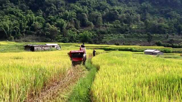 云南省农村综合发展项目在芒市落地生根,结出丰硕成果