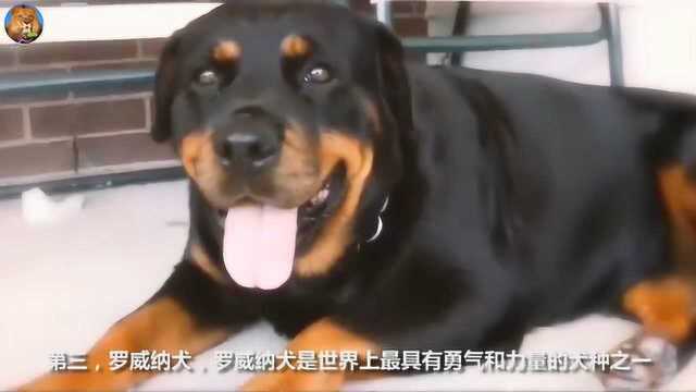 最强的四种护卫犬,随便养一只在家,小偷根本不敢登门!