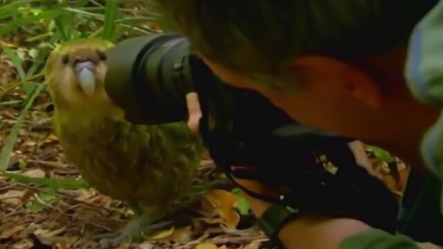 摄影师野外遇到珍贵鸮鹦鹉,正想拍摄,接下来憋住别笑