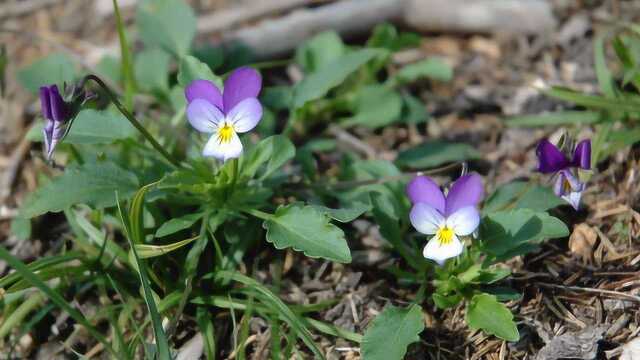 山里这种野草简直是蛇毒克星,看到它,等于捡到“救命稻草”!