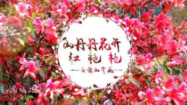 山丹丹花开红艳艳——白云山赏花