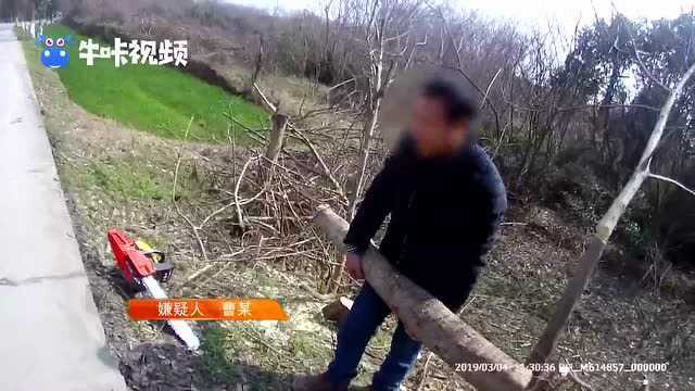 偷树被抓 现场装傻充愣称与自己无关